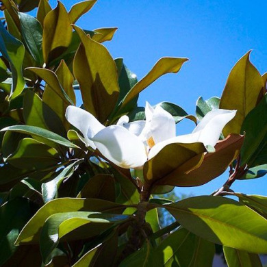 Магнолия "Грандифлора" Grandiflora (Закрытый корень С100)