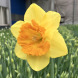 Нарцис корончатий "Bright Jewel" 3 шт