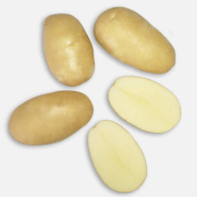 Семенной среднеранний картофель "Метро" (1 репродукция, столовый сорт) 20 кг