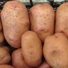 Насіннєва середньостигла картопля "Мирослава" (Еліта, для жаріння, варіння і салатів) 1кг