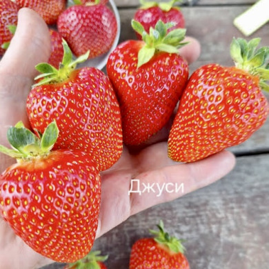 Клубника "Джуси" ранняя 5 шт