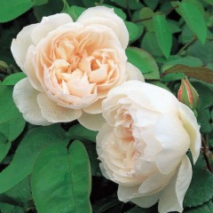 Троянда англійська "Чаріті" Charity