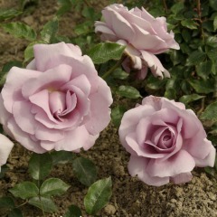 Троянда чайно-гібридна "Дю Петі Принц" (La Rose du Petit Prince )