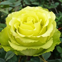 Роза чайно-гибридная "Лимбо" Limbo