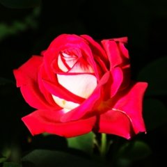 Троянда чайно-гібридна "Моніка Белуччі" Monica Bellucci