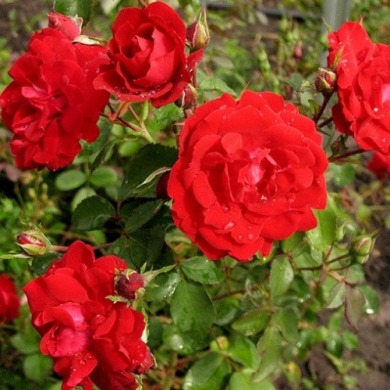 Роза парковая "Чамплейн" Champlain