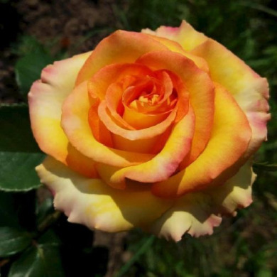 Роза чайно-гибридная "Амбианс" Ambiance