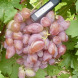 Виноград кишмиш "Франт"