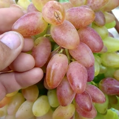 Виноград кишмиш "Франт" Виноград кишмиш "Франт"