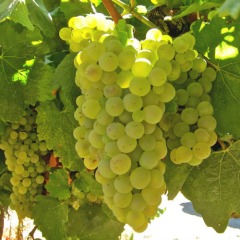 Виноград винный "Алиготе"
