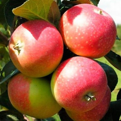 Яблоня "Елена"