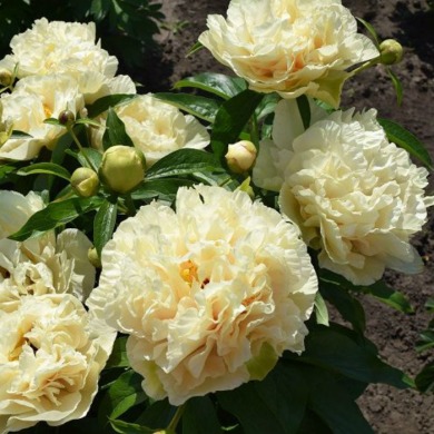 Пион межвидовой гибрид "Санни гёрл" Sunny Girl 3-5 почек Пион межвидовой гибрид "Санни гёрл" Sunny Girl 3-5 почек