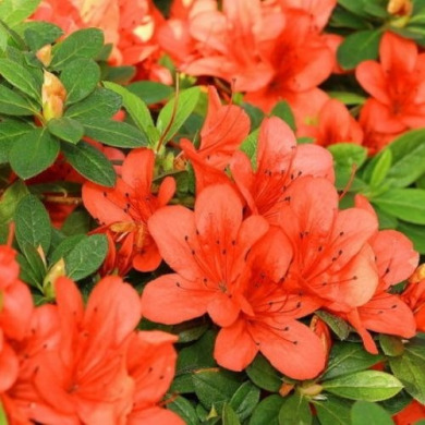 Азалия японская "Гейша Оранж" Geisha Orange (закрытый корень Р9)