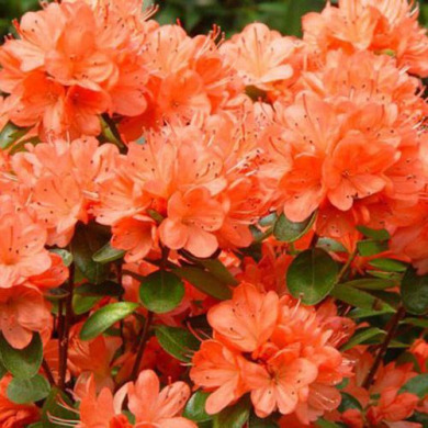 Азалия японская "Гейша Оранж" Geisha Orange (закрытый корень Р9)