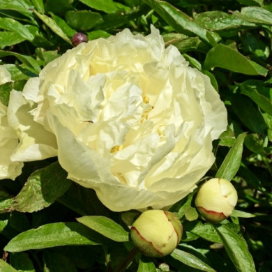 Пион межвидовой гибрид "Санни гёрл" Sunny Girl 3-5 почек Пион межвидовой гибрид "Санни гёрл" Sunny Girl 3-5 почек