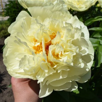 Пион межвидовой гибрид "Санни гёрл" Sunny Girl 3-5 почек Пион межвидовой гибрид "Санни гёрл" Sunny Girl 3-5 почек