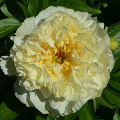 Пион межвидовой гибрид "Санни гёрл" Sunny Girl 3-5 почек Пион межвидовой гибрид "Санни гёрл" Sunny Girl 3-5 почек