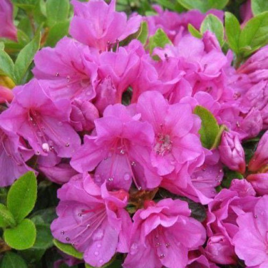 Азалия японская "Гейша Перпл" Geisha Purple (закрытый корень С3)