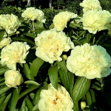 Пион межвидовой гибрид "Санни гёрл" Sunny Girl 3-5 почек Пион межвидовой гибрид "Санни гёрл" Sunny Girl 3-5 почек