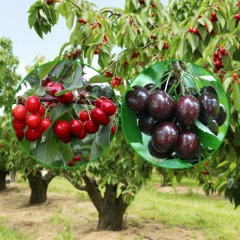 Черешня дерево-сад "Мелитопольская + Донецкая красавица" Черешня дерево-сад "Мелитопольская + Донецкая красавица"