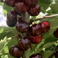 Черешня "Свит Фрут Фул"