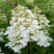 Гортензия метельчатая "Юник" Unique (закрытый корень С7.5)