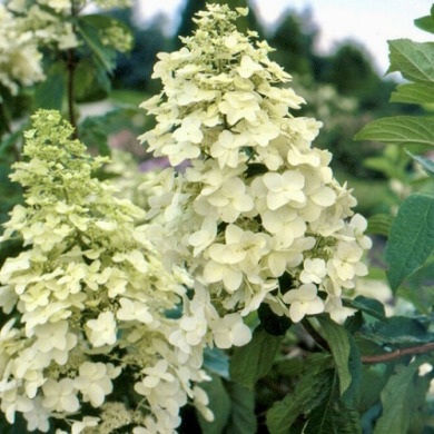 Гортензия метельчатая "Юник" Unique (закрытый корень С7.5)