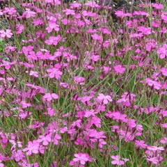Гвоздика-травянка почвопокровная немахровая розовая (закрытый корень)