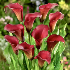Калла "Royal Valentine" 16/18 Калла "Royal Valentine" 16/18
