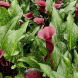 Калла "Royal Valentine" 16/18 Калла "Royal Valentine" 16/18