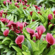 Калла "Royal Valentine" 16/18 Калла "Royal Valentine" 16/18