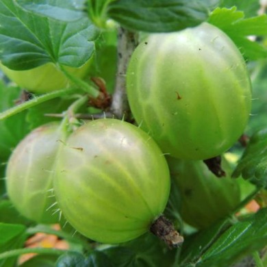 Крыжовник "Мукуринес"