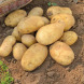 Насіннєва середньорання картопля "Джеллі" (1 репродукція, сорт столового призначення) 1кг 