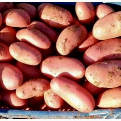 Насіннєва середньостигла картопля "Цереза" (1 репродукція, столового призначення) 20 кг