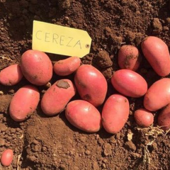 Насіннєва середньостигла картопля "Цереза" (1 репродукція, столового призначення) 20 кг