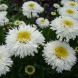 Ромашка многолетняя "Крейзи Дейзи" Crazy Daisy