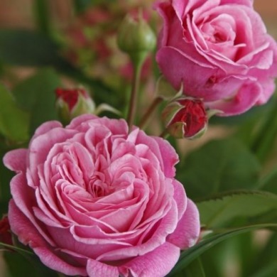 Троянда флорибунда "Марія Генрієтта" Marie Henriette