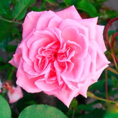 Троянда плетиста "Лавінія" Lawinia