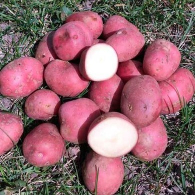 Насіннєва рання картопля "Христина" (1 репродукція, для смаження) 1кг