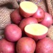 Насіннєва рання картопля "Христина" (1 репродукція, для смаження) 1кг