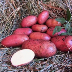 Насіннєва середньорання картопля "Монте  Карло" (1 репродукція, столовий сорт) 1кг