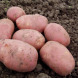 Семенной среднеспелый картофель "Родрига" (1 репродукция, для жарки, пюре) 1 кг