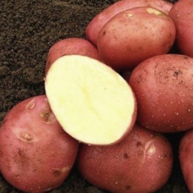 Семенной среднеспелый картофель "Родрига" (1 репродукция, для жарки, пюре) 1 кг