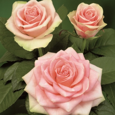 Роза чайно-гибридная "Бель Роуз" Belle Rose