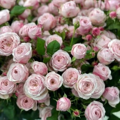 Роза спрей "Менсфилд Парк" Mansfield Park