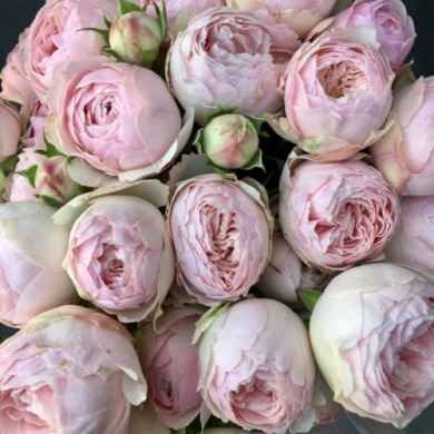 Роза спрей "Менсфилд Парк" Mansfield Park