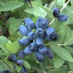 Жимолость "Лазурит"