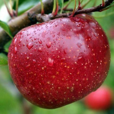 Яблуня карликова "Ред фрі"
