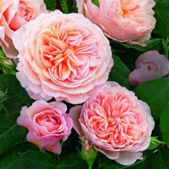 Троянда англійська "Вільям Морріс" William Morris 