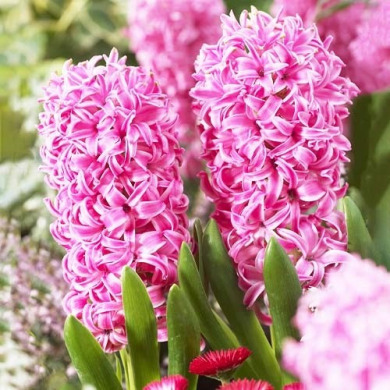Гиацинт "Pink Pearl" 1 шт